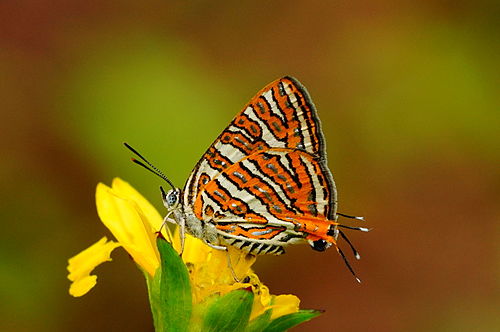 Cigaritis vulcanus